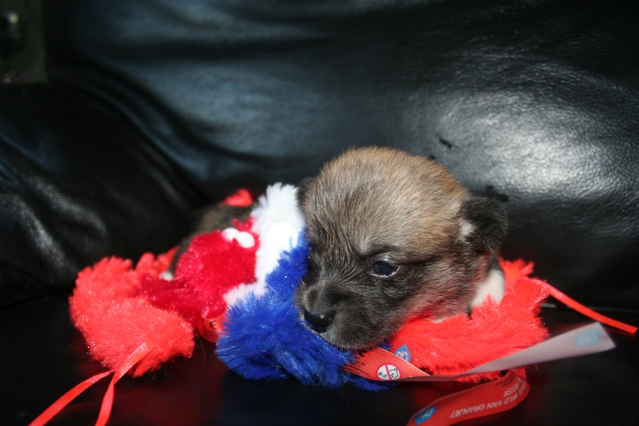 Puppies